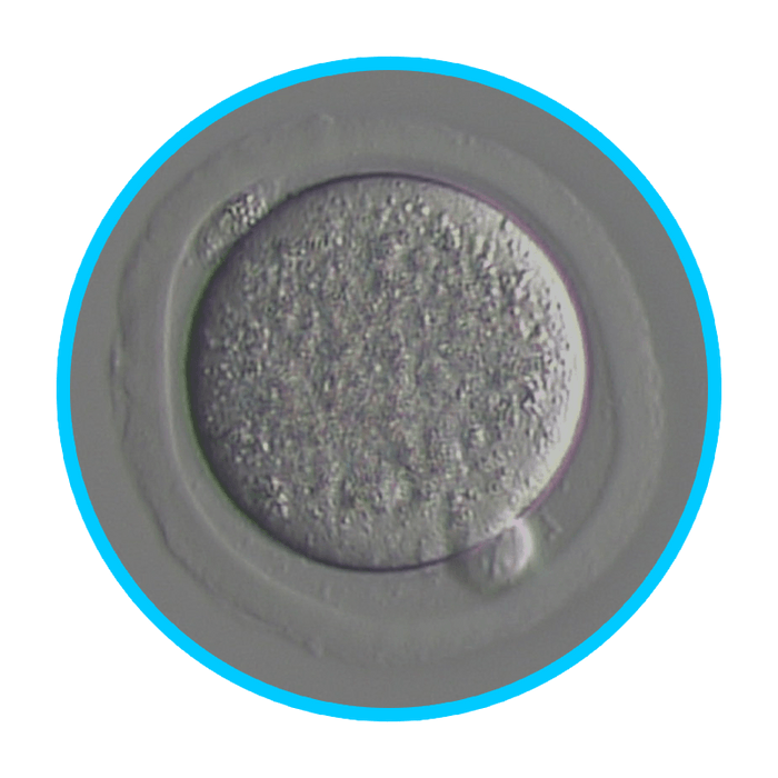 Mouse Embryos - IVF Store