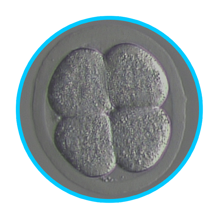 Mouse Embryos - IVF Store