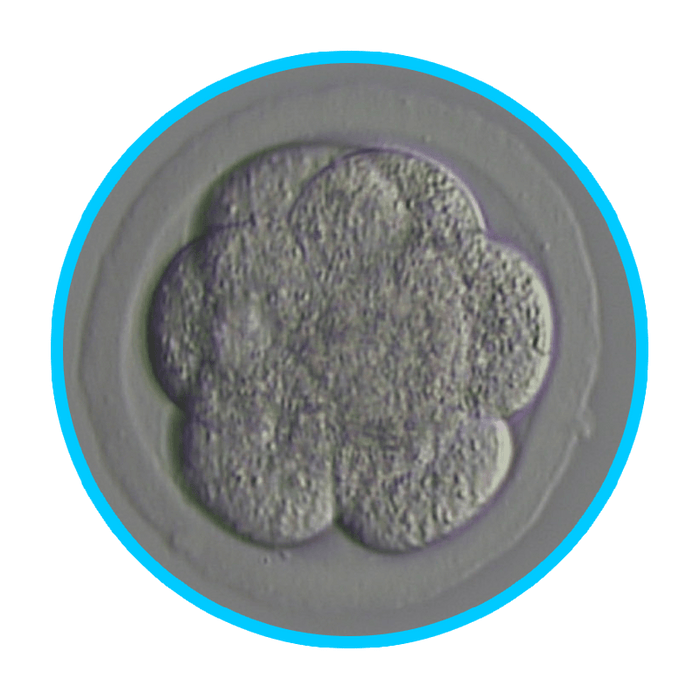Mouse Embryos - IVF Store