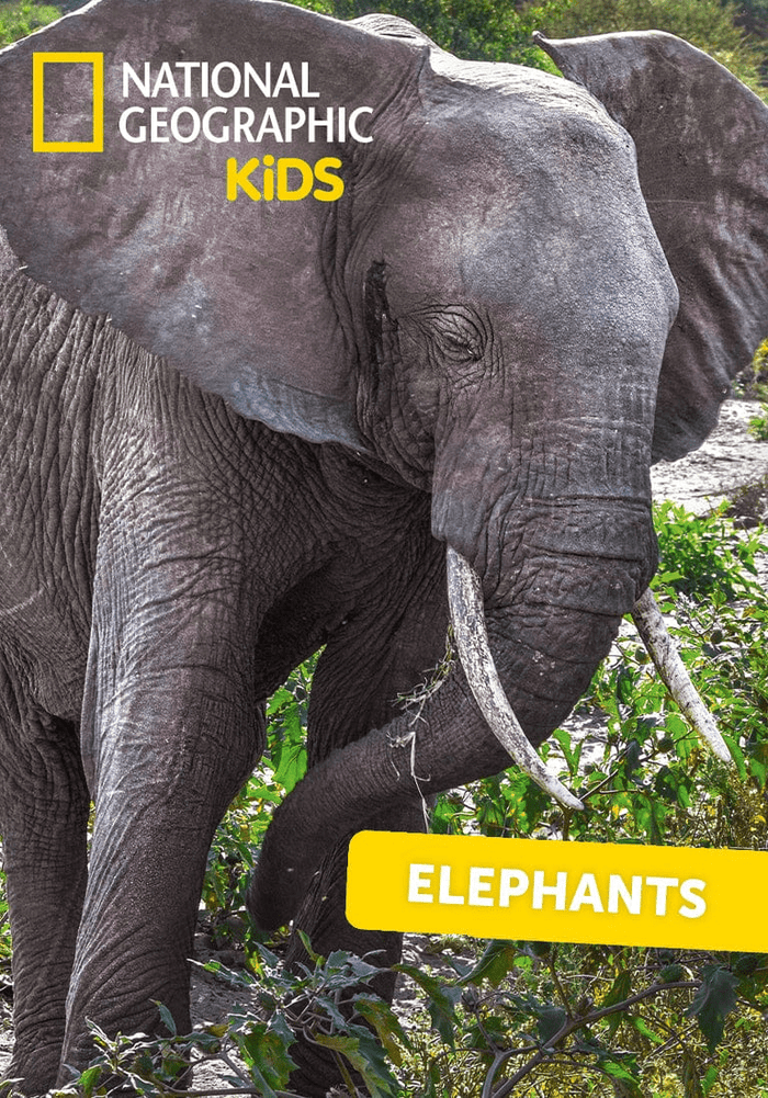 National Geographic Kids: Elephants Tonie | Illustration
