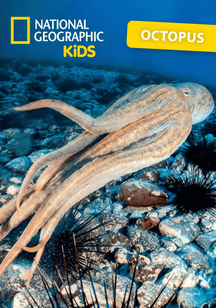 National Geographic Kids: Octopus Tonie | Illustration