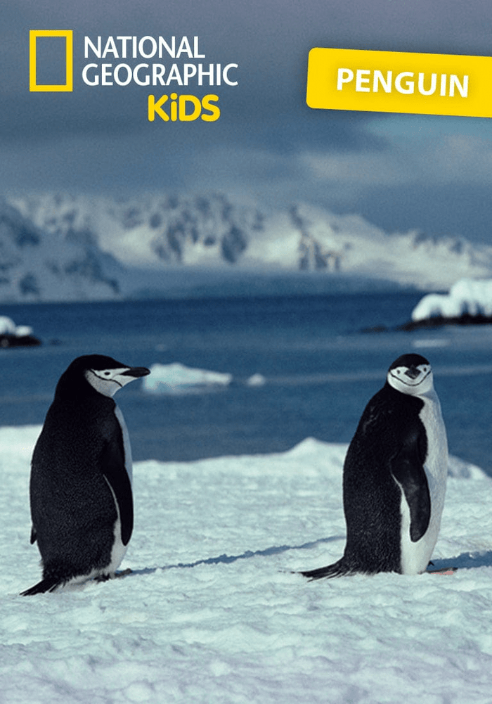 National Geographic Kids: Penguin Tonie | Illustration