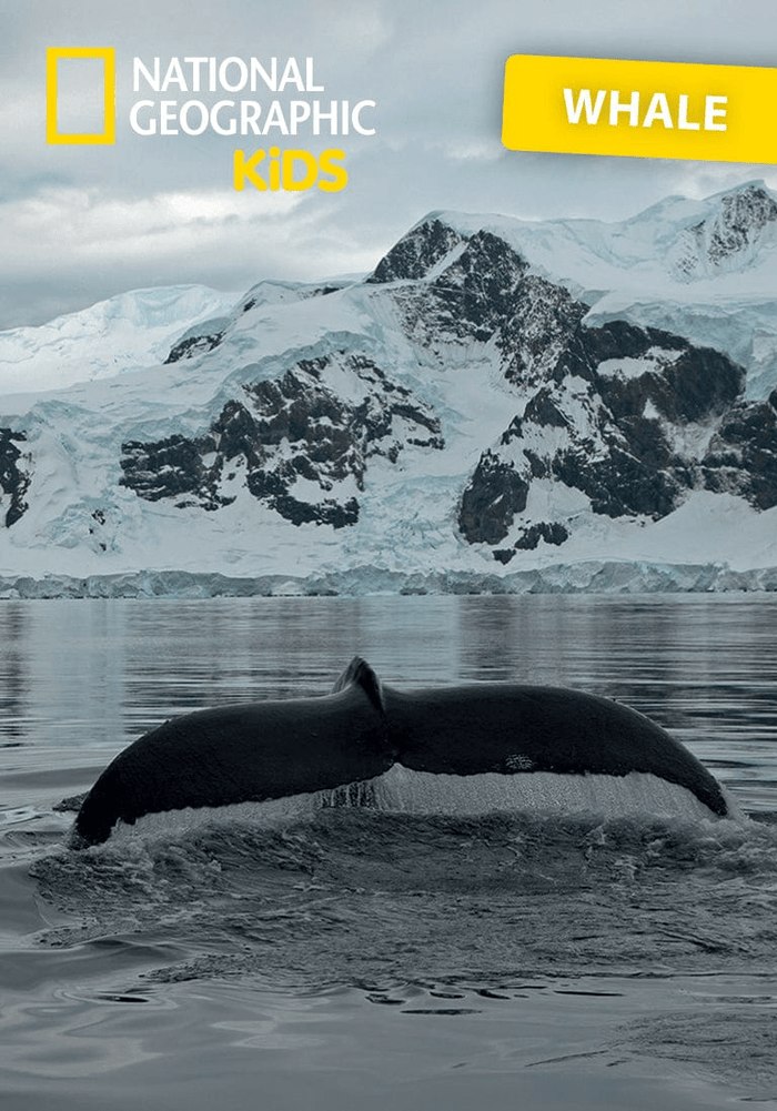 National Geographic Kids: Whale Tonie | Illustration