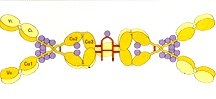 Sperm Antibody IgG and IgA Controls