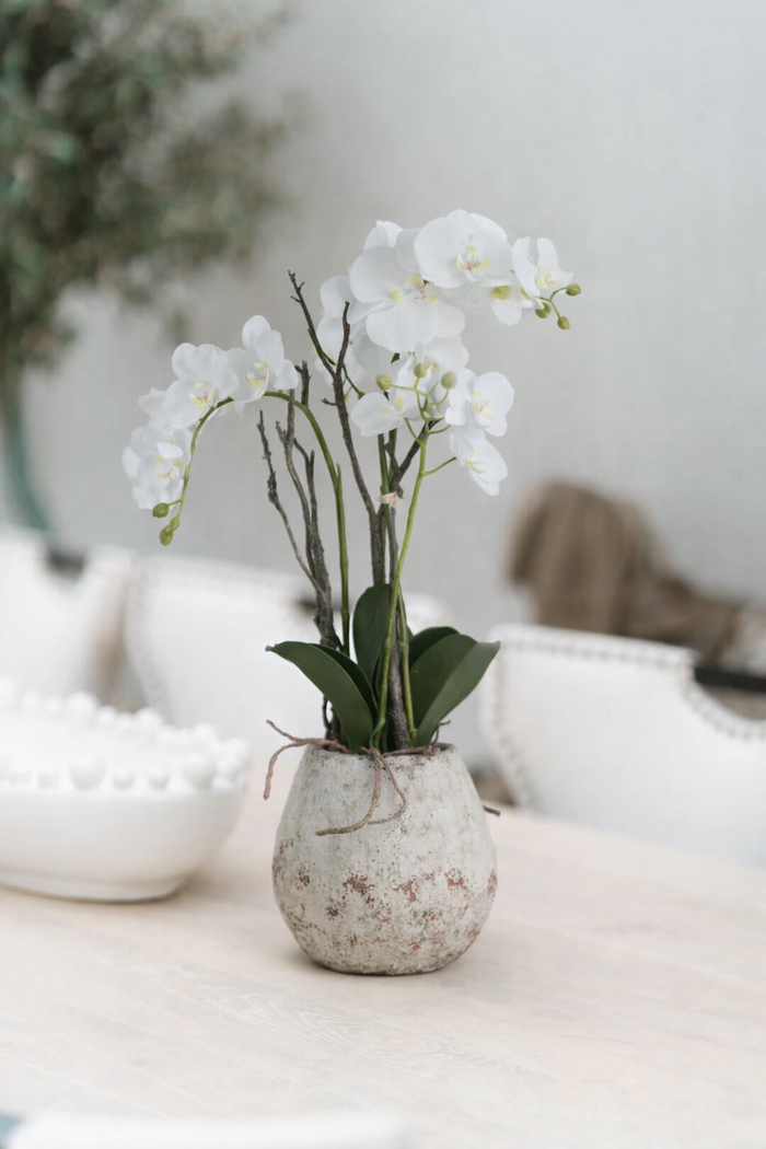 White Orchid In Stone Pot