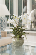 White Vanda Orchid Plant In Ceramic Pot